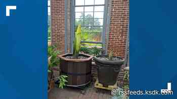 Here's when the corpse flower is expected to bloom at Missouri Botanical Garden