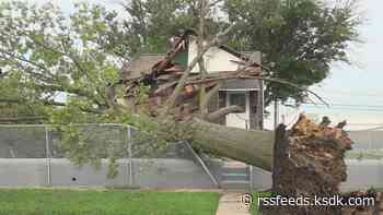 'Root of the problem': Expert addresses tree maintenance ahead of severe storms