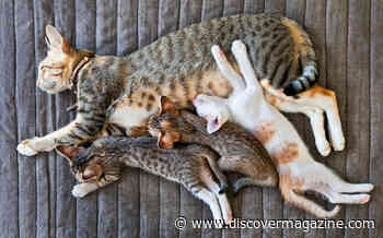 Cat Gestation: How Long Are Cats Pregnant Before Giving Birth?