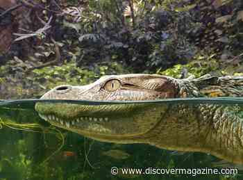 Ancient Alligator Species Identified as Ancestor to Modern-Day Chinese Gators