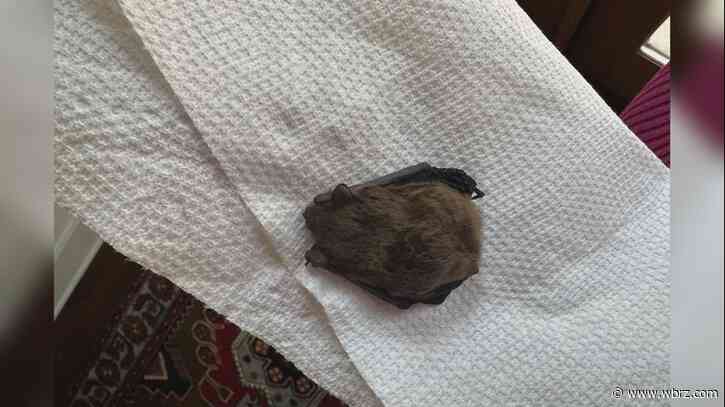 Renter can't break lease agreement for apartment infested with bats