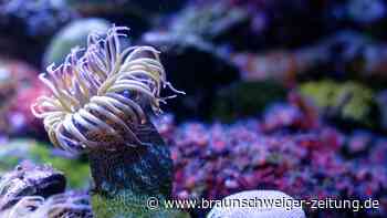 Korallen-Riffe in Gefahr: Experte mit drastischem Vergleich