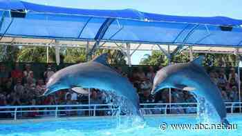 Popular dolphin park faces uncertain future as COVID, floods, fires and rate rises take a toll