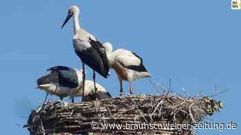 Jungstorch quartiert sich in Neubrück ein