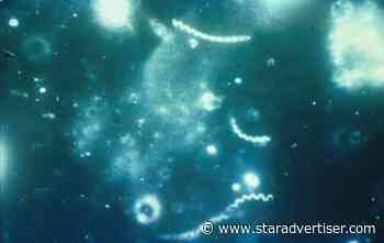 Syphilis cases on the rise, says state DOH