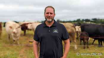 Rotational grazing 'win-win' for potato and beef farmers on P.E.I. 