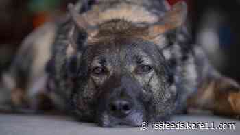 Family of fallen Fargo officer supports Minnesota nonprofit that trains service dogs