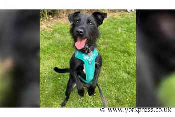 Dog owner asks vet to put down their dog 'because he barks'