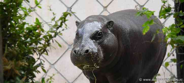 SPEURHOND VINDT DWERGNIJLPAARD