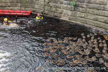 RSPCA rescue 65 ducks who got stuck in River Calder