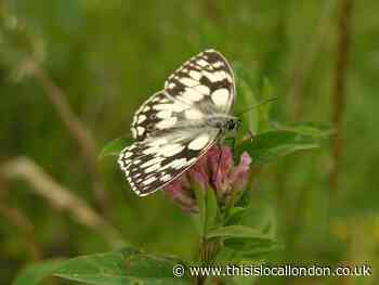 Nature Notes: A wet but rewarding afternoon