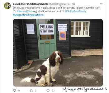Selby and Ainsty By-election: Search on for #DogsAtPollingStations