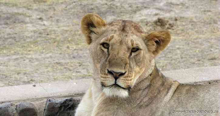 Experte: Überraschung bei Begegnung mit Raubtier vermeiden