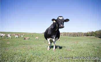 Minerva Dairy rewards its farmers