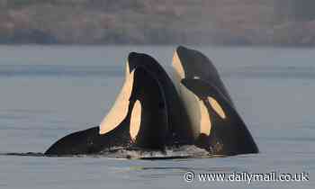 Talk about a mummy's boy! Older female killer whales protect their sons from fights (but let their daughters fend for themselves!), study finds