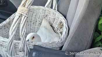 Woman accused of drunk driving with unusual passenger in vehicle