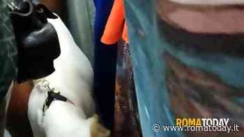 Lettori - Poveri animali si devono sopportare atac