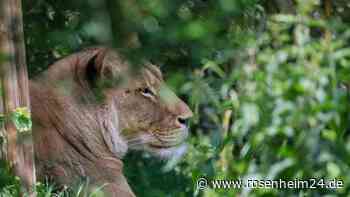 Löwe als Haustier? So ist die Haltung geregelt