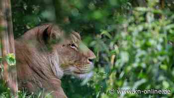Entlaufene Löwin in Brandenburg: Suche läuft notfalls in der Nacht weiter