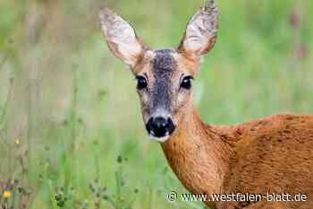 Jäger in Bielefeld: „Wir schießen mehr Rehe als früher“