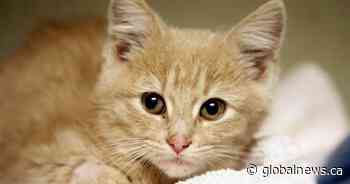 Regina Humane Society receives $1.1 million donation to help animals for years to come