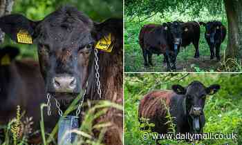The sound of MOOSIC! Clever herd of cows has been enlisted to protect an ancient hill fort in Herefordshire from invaders - by associating music with a virtual fence