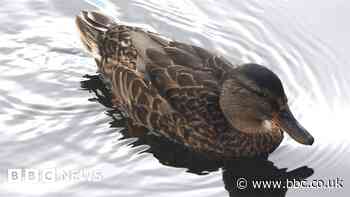 Dozens of ducks rescued from treacherous weir