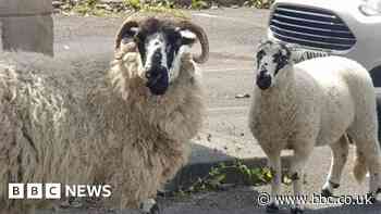 Nuisance sheep cause misery for gardeners by eating prize flowers