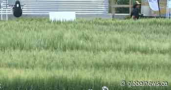 Nearly 20 Saskatchewan RMs declare states of emergency as drought conditions worsen