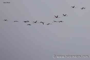 Pourquoi des flamants roses ont-ils survolé Antibes ce lundi?