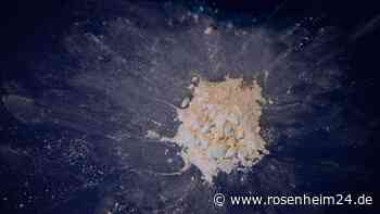 Polizei beschlagnahmt 5,3 Tonnen Kokain vor Sizilien