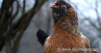 Will Mundelein lift ban on backyard chicken coops?