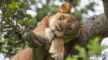 Löwenjagd in Berlin und Umgebung: Wie internationale Medien über den Fall berichten