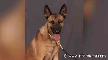 Miami-Dade Police airport K-9 dies after suffering medical episode