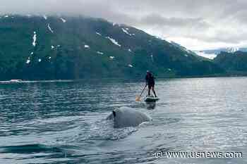 See How an Alaska Paddleboarder Escaped a Close Encounter With a Humpback Whale