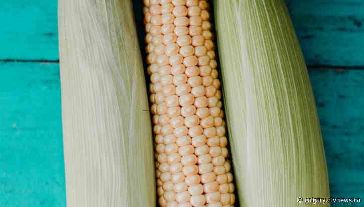 A-maize-ing! Taber corn available earlier than ever before due to hot Alberta summer