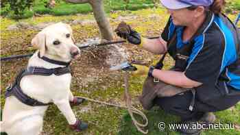 Bumper harvest in Australia's truffle capital as global demand continues to grow