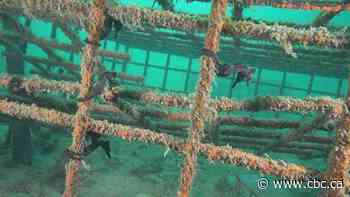 Endangered seahorses find a home in underwater hotels