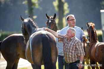 Top-Nachwuchspferde auf dem Weg zum Champion