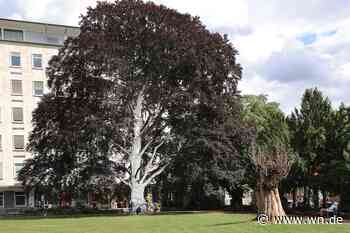 "Sonnencreme" für Stadtbäume