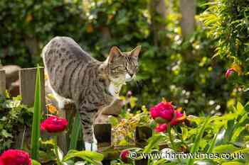 UK cat owners urged to avoid feeding their pets raw chicken