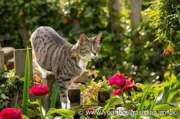 UK cat owners urged to avoid feeding their pets raw chicken