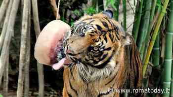 Caldo al Bioparco di Roma: per gli animali ghiaccioli di carne e frullati congelati