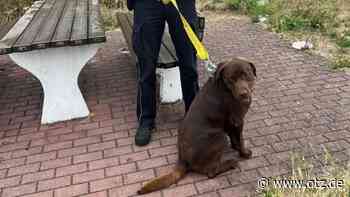 Wer vermisst seinen Vierbeiner?: Polizei rettet Hund auf A4 bei Jena