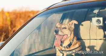 Dog left in vehicle sparks emergency service response in Bristol