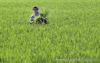 Facts of the Matter: Arsenic’s well-known dangers are felt through water and crops
