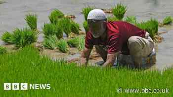 India bans rice shipments to curb price rises