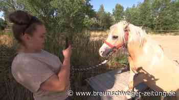 Leipzig skurril: Pony in der Straßenbahn