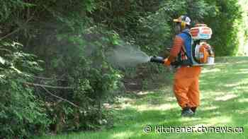 Mosquitoes are bad this summer, here’s how to avoid getting bitten