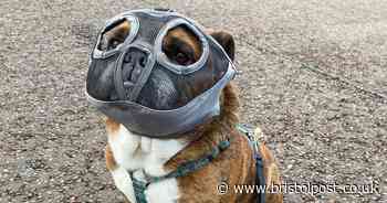 Bulldog Lenny has to wear 'Hannibal Lecter' mask to stop him eating sticks